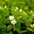 茉莉花節 茉莉花節