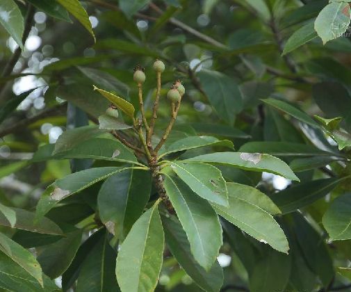 香花枇杷 香花枇杷