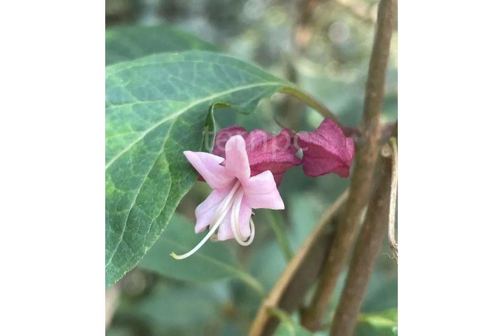 白花燈籠(唇形科大青屬植物) 白花燈籠(唇形科大青屬植物)