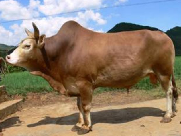文山黃牛(公牛)