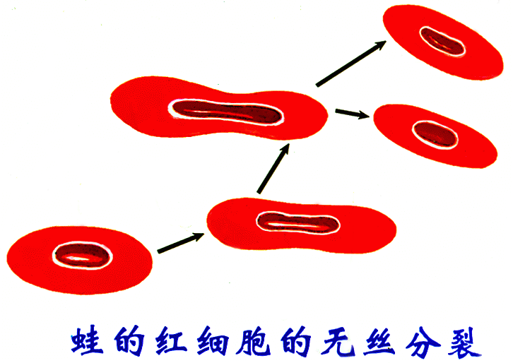 蛙紅細胞