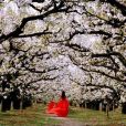 碭山梨花 碭山梨花