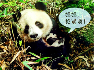 熊貓媽媽看著寶寶，進行眼神交流