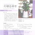 檸檬香蜂草