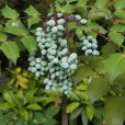 功勞子(毛茛目小檗科植物) 功勞子(毛茛目小檗科植物)