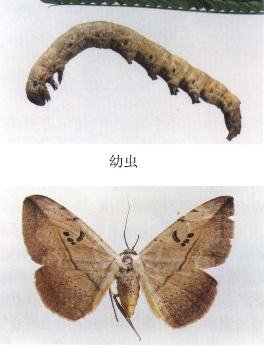 潔口夜蛾 潔口夜蛾