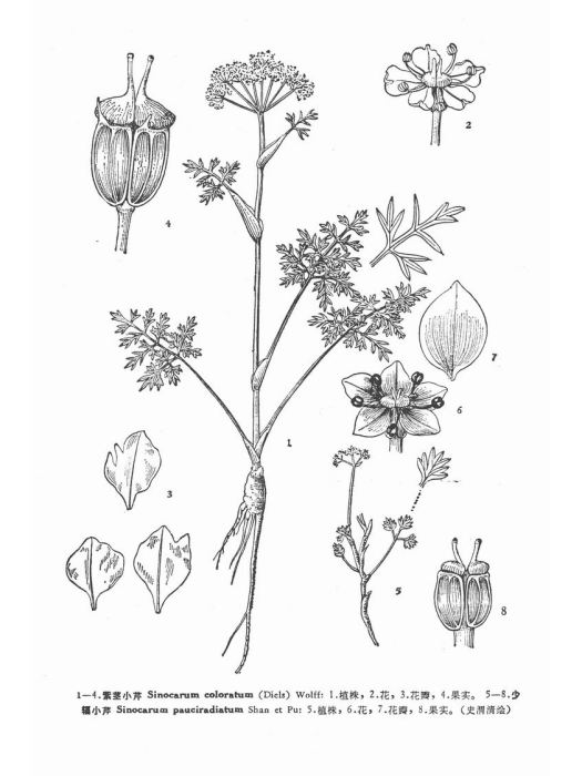 少輻小芹 少輻小芹