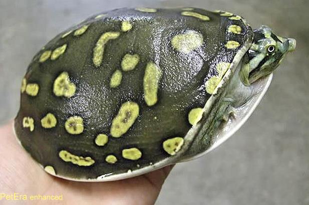 緬甸箱鱉 緬甸箱鱉
