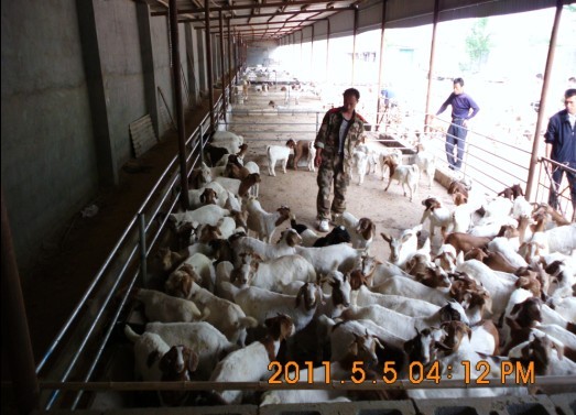山東波爾山羊養殖場