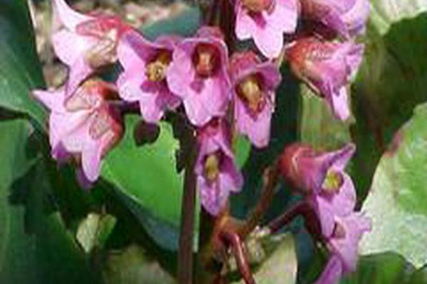 Bergenia cordifolia Bergenia cordifolia