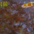 飛圖唱片 飛圖唱片