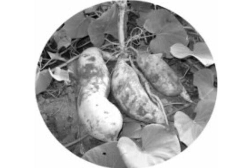 泉薯12號 泉薯12號