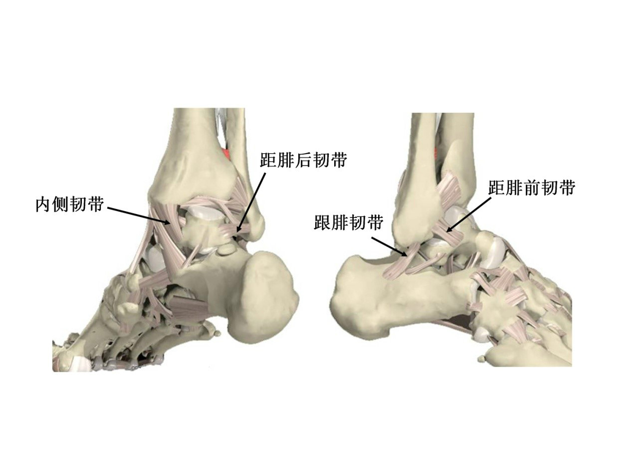 足踝解剖結構及其力學功能