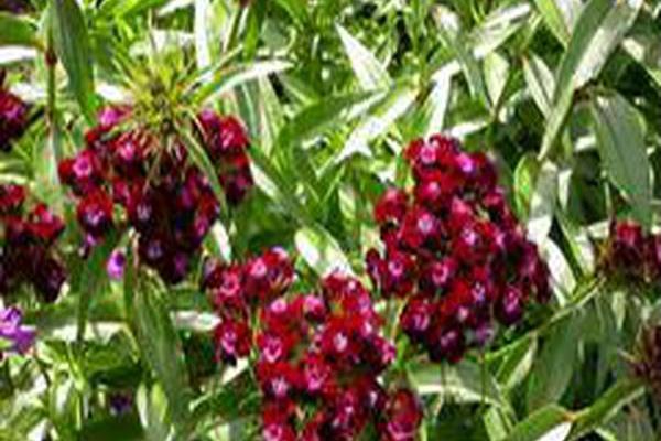 Dianthus barbatus \x27Sooty\x27 Dianthus barbatus \x27Sooty\x27