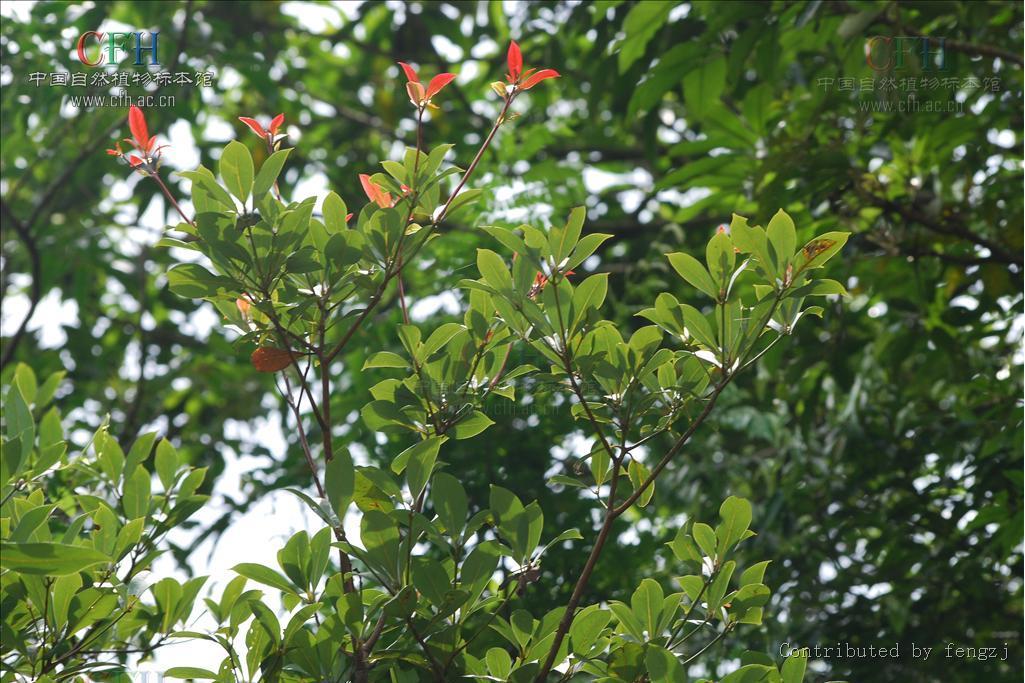 短花楠