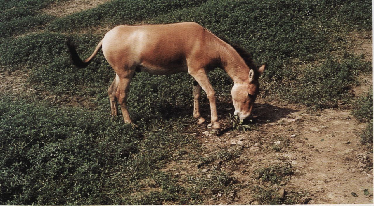蒙古野驢