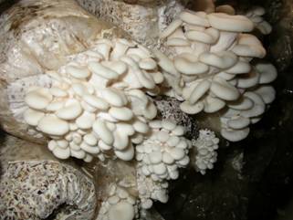 食用菌—小白平菇