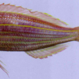 金線魚(中藥) 金線魚(中藥)