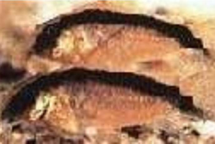 彎弓鼠魚 彎弓鼠魚