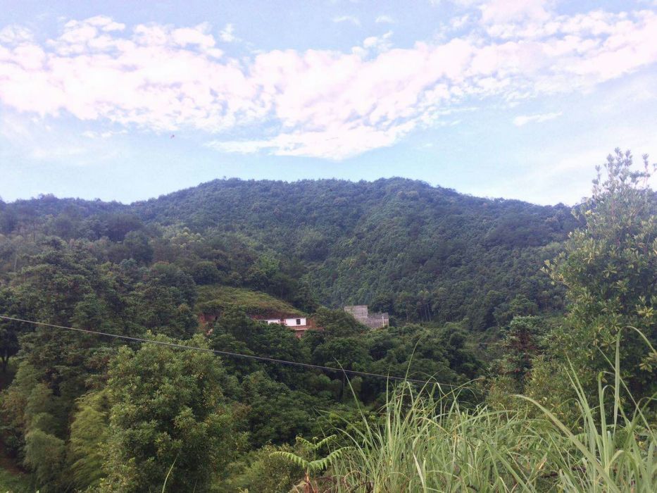牛背龍山 牛背龍山