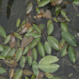 浮葉眼子菜