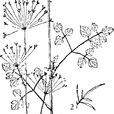 瀾滄囊瓣芹 瀾滄囊瓣芹