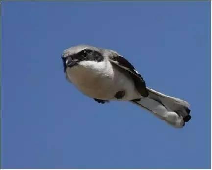 怒滑鳥 怒滑鳥