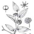 黑葉菝葜 黑葉菝葜