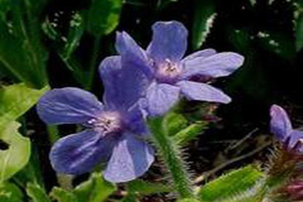 Anchusa azurea \x27Loddon Royalist\x27