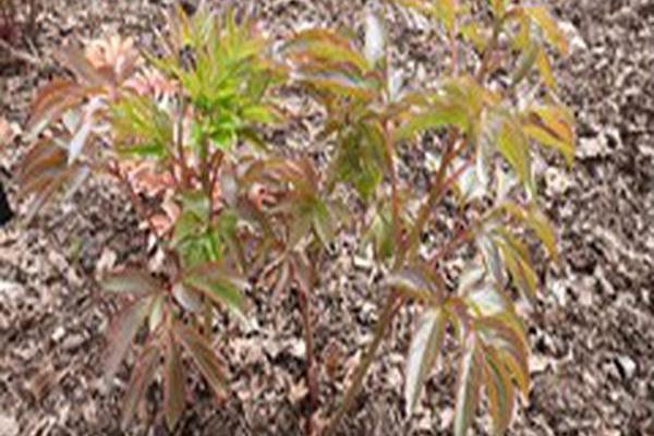 Paeonia lactiflora \x27Alley Cat\x27