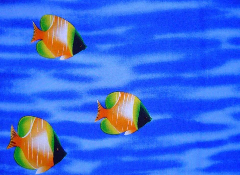 三帶波魚 三帶波魚