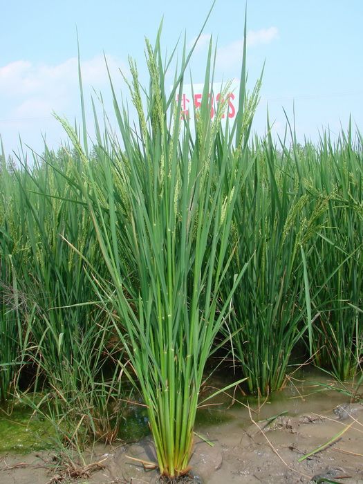 廣秈粘4號 廣秈粘4號