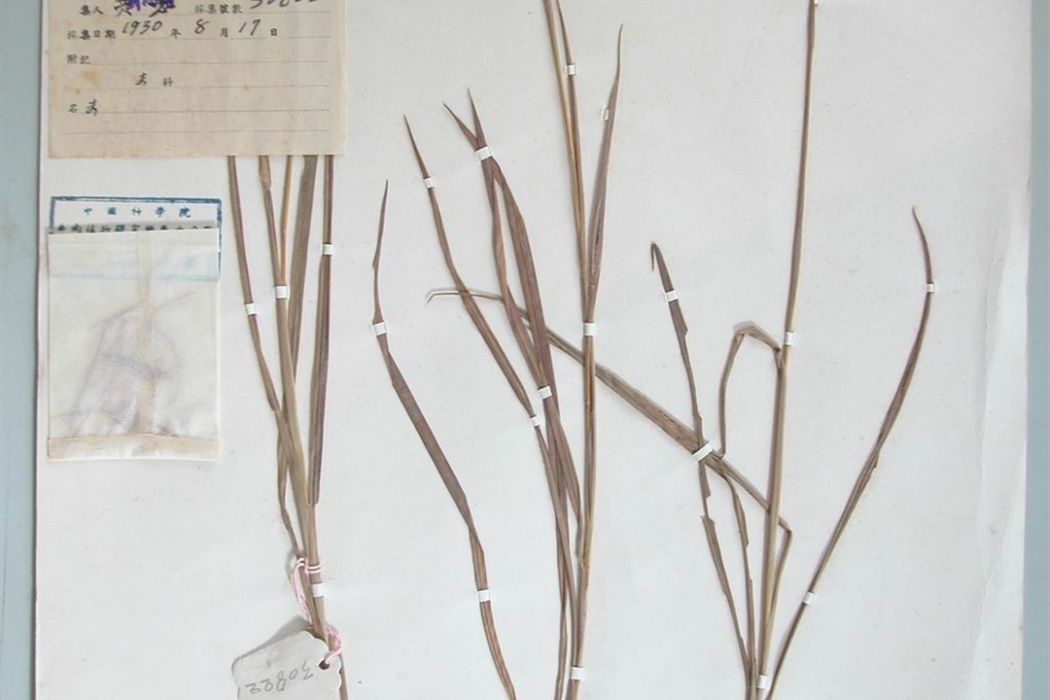 吉曼草 吉曼草