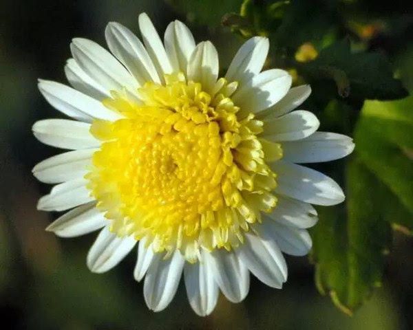 神農架香菊 神農架香菊