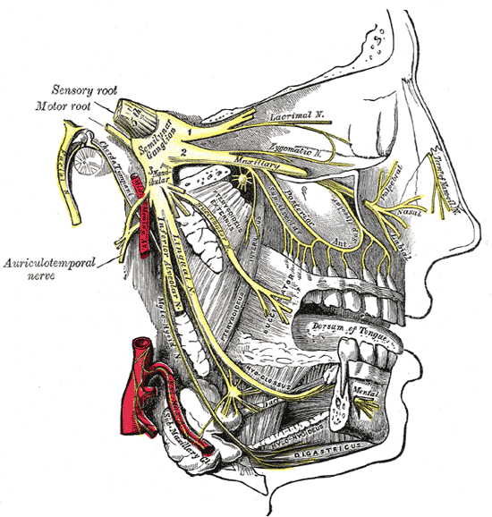 下牙槽神經
