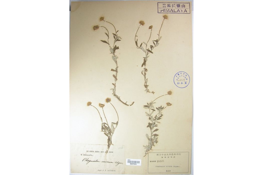 棉毛菊 棉毛菊