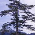 台灣華山松 台灣華山松