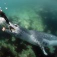 豹形海豹(豹海豹) 豹形海豹(豹海豹)