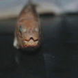 馬口魚 馬口魚
