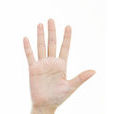 手指(人體器官)