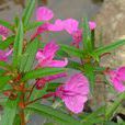 鳳仙花屬 鳳仙花屬