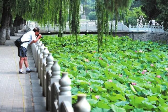 古蓮花池(河北邯鄲市叢台公園內古蓮池) 古蓮花池(河北邯鄲市叢台公園內古蓮池)