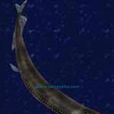 纓鰭巨口魚