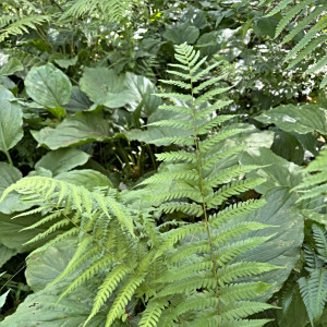Dryopteris clintoniana