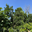 蔭蔽樹 蔭蔽樹