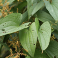 叉蕊薯蕷
