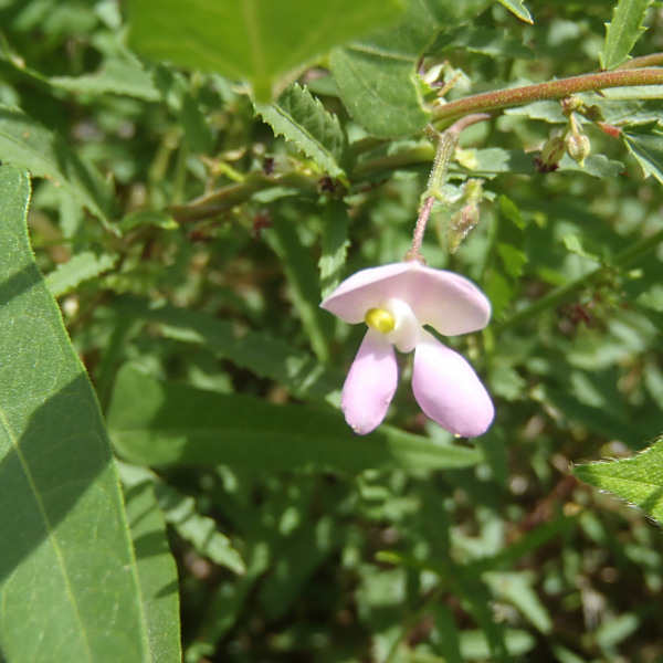尖葉菜豆