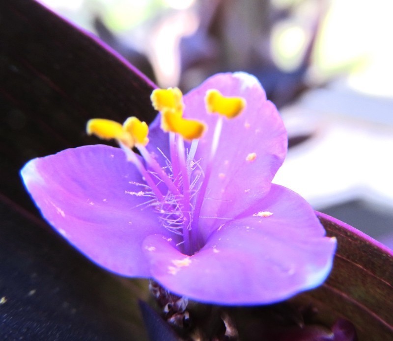 紫花鴨跖草