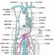 肝門靜脈系