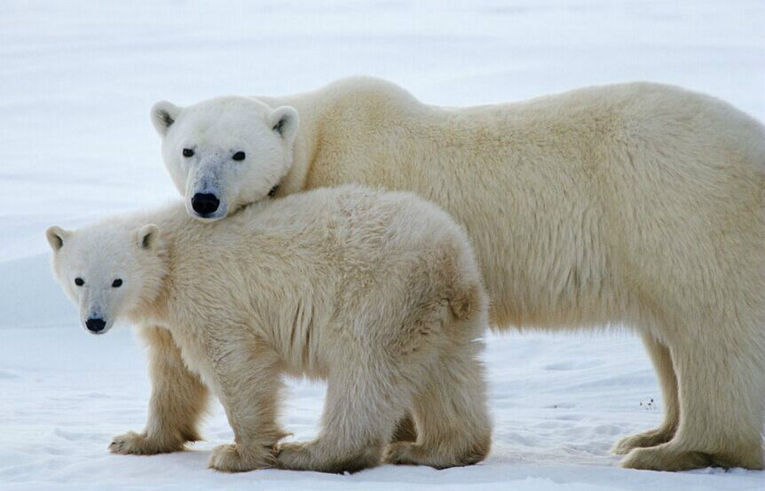 人與動物：北極熊和一個孤獨寡婦的故事